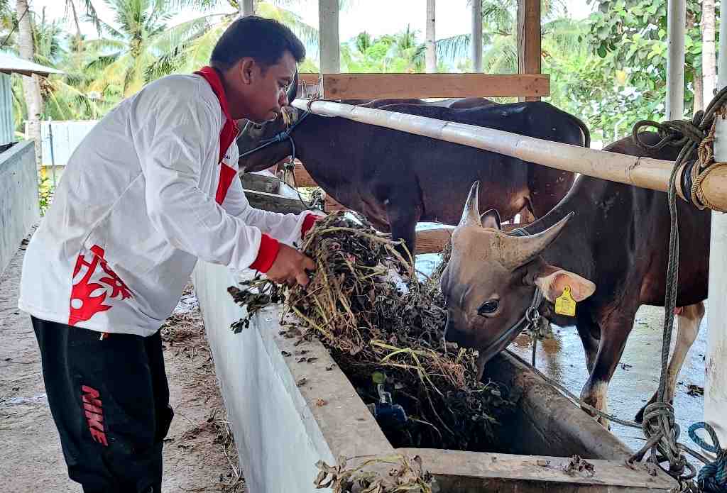 USAHA PENGGEMUKAN SAPI