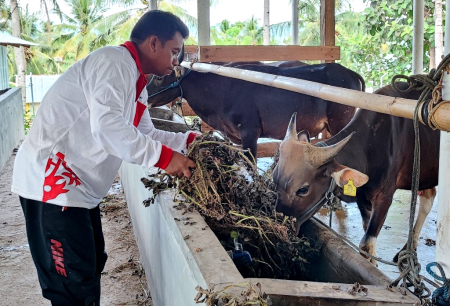 USAHA PENGGEMUKAN SAPI