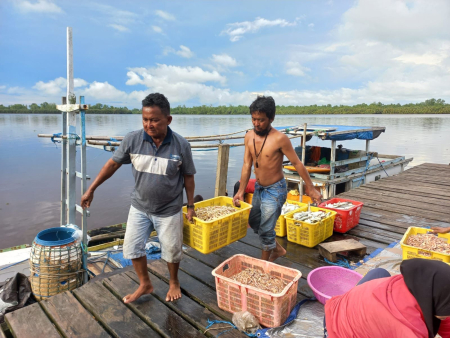 ANGKUT TANGKAPAN UDANG