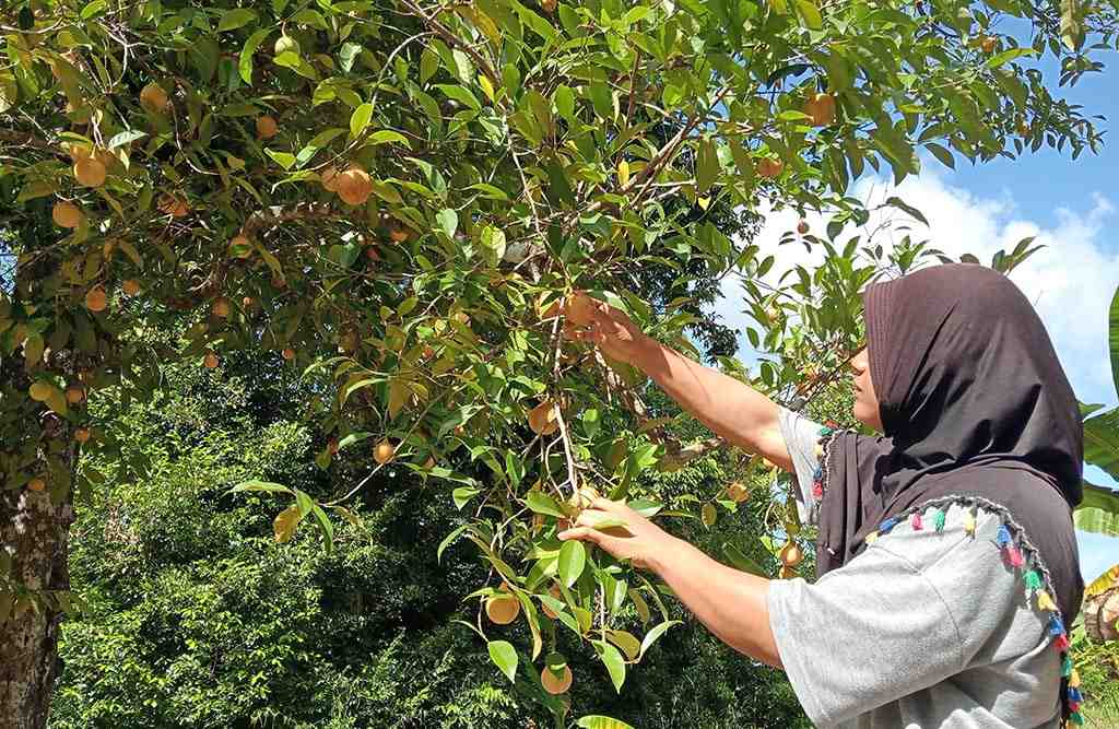 PETIK BUAH PALA