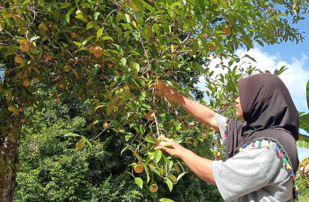 PETIK BUAH PALA