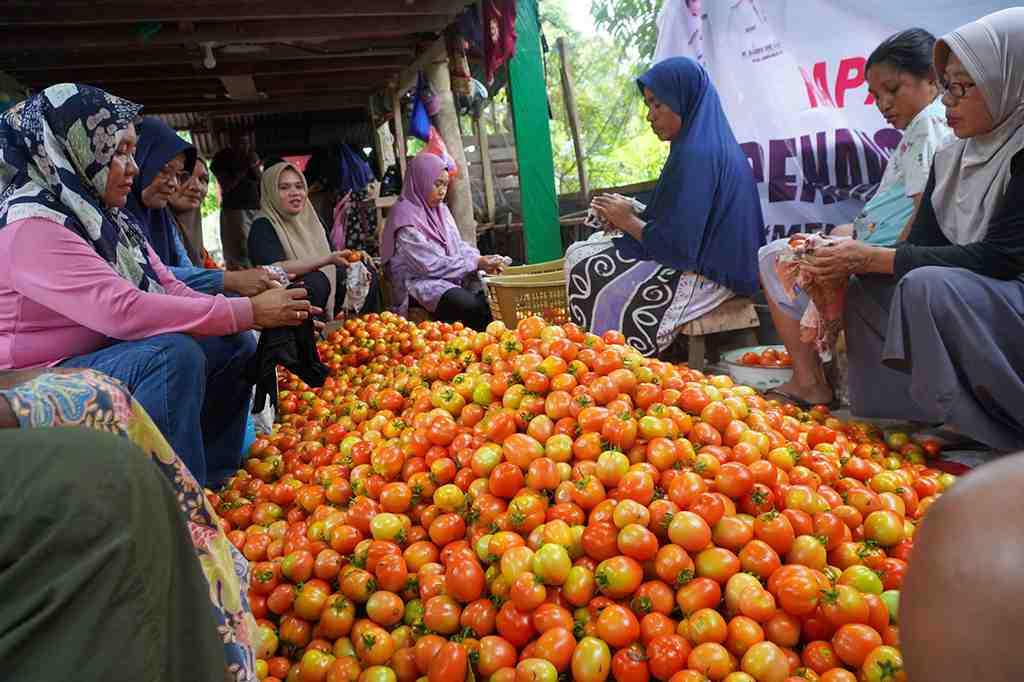 SORTIR BUAH TOMAT