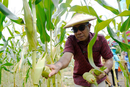 PANEN JANGUNG PERDANA