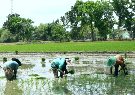 TANAM PADI