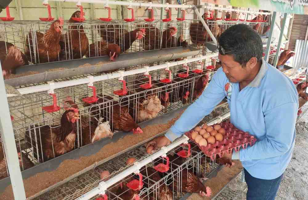 TELUR AYAM GAYATRI ATASI EKONOMI
