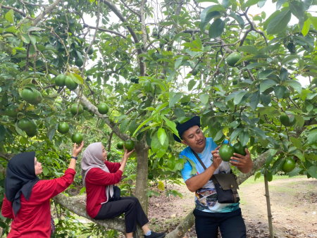 PANEN ALPUKAT DI WONOCOLO