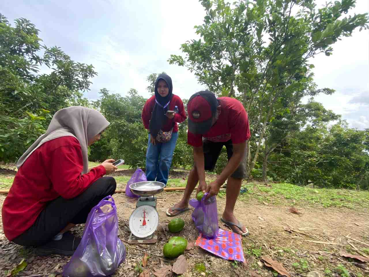 AGROWISATA PETIK ALPUKAT WONOCOLO