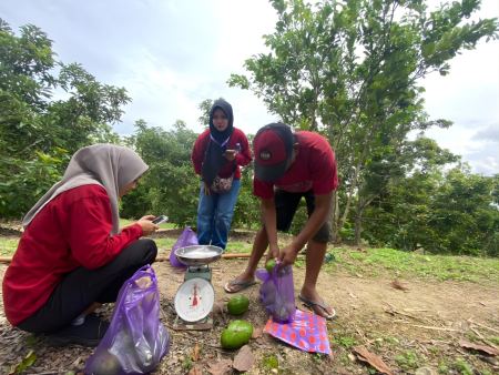 AGROWISATA PETIK ALPUKAT WONOCOLO