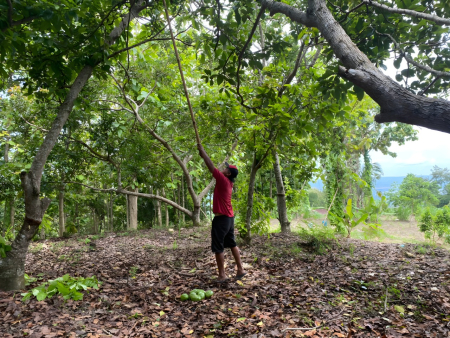 PETIK ALPUKAT SECARA TRADISIONAL