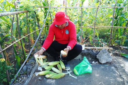 KUPAS JAGUNG MUDA