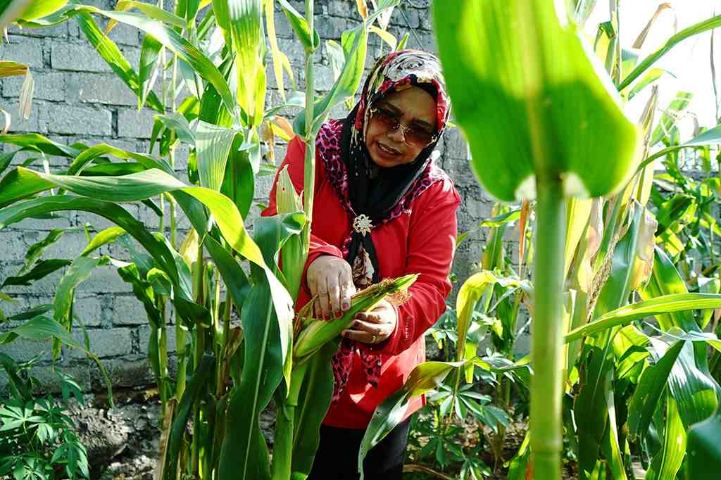 PANEN JAGUNG