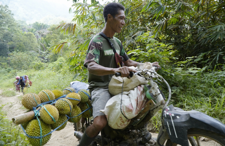 DURIAN TALAGA TIDORE