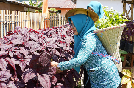 PANEN SAYUR BAYAM MERAH