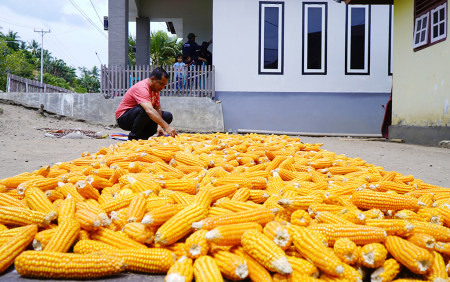 JEMUR JAGUNG