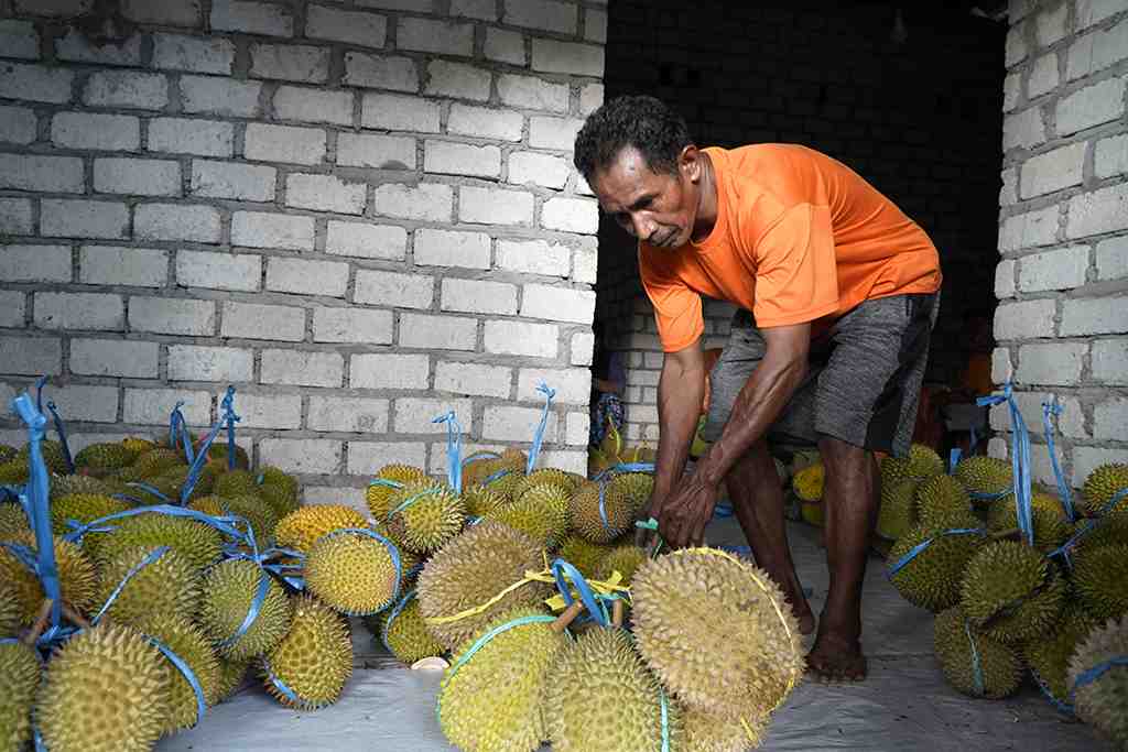 DURIAN LOKAL TIDORE 