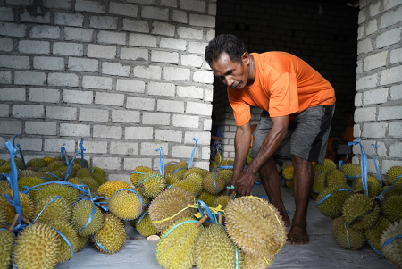 DURIAN LOKAL TIDORE 