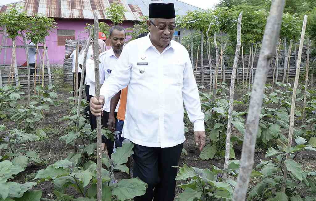 WALIKOTA TIDORE KEPULAUAN TINJAU KEBUN PERCONTOHAN