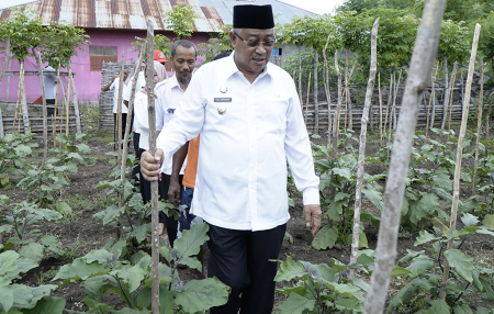 WALIKOTA TIDORE KEPULAUAN TINJAU KEBUN PERCONTOHAN