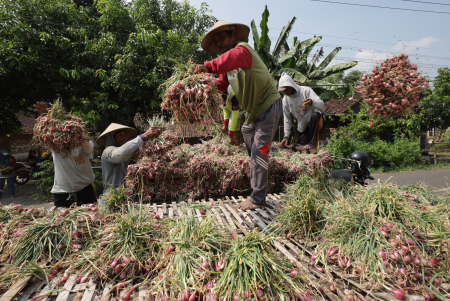 BAWANG MERAH UNTUK PEMBIBITAN DI NGANJUK