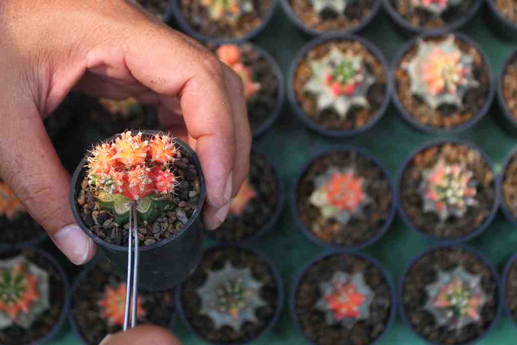 BUDI DAYA KAKTUS HIBRIDA DI NGAWI