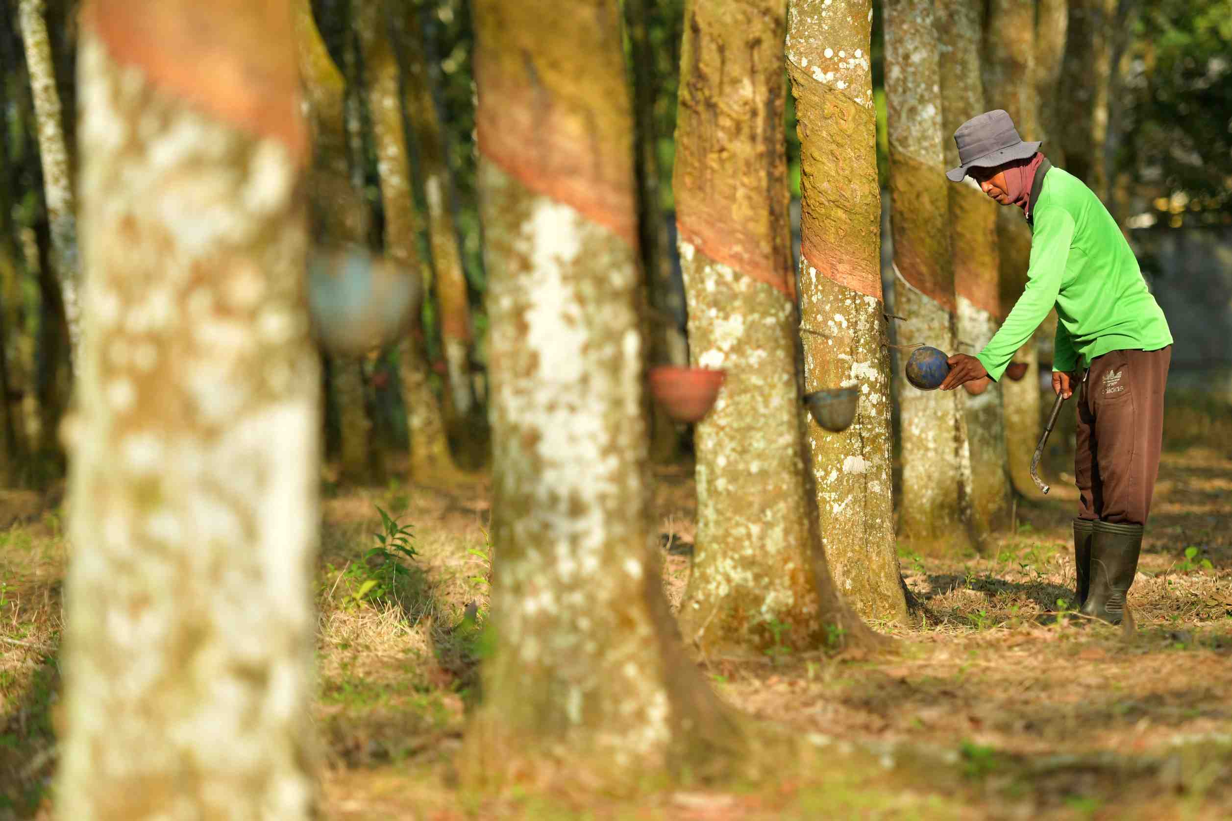 HARGA GETAH KARET DI SUMSEL NAIK