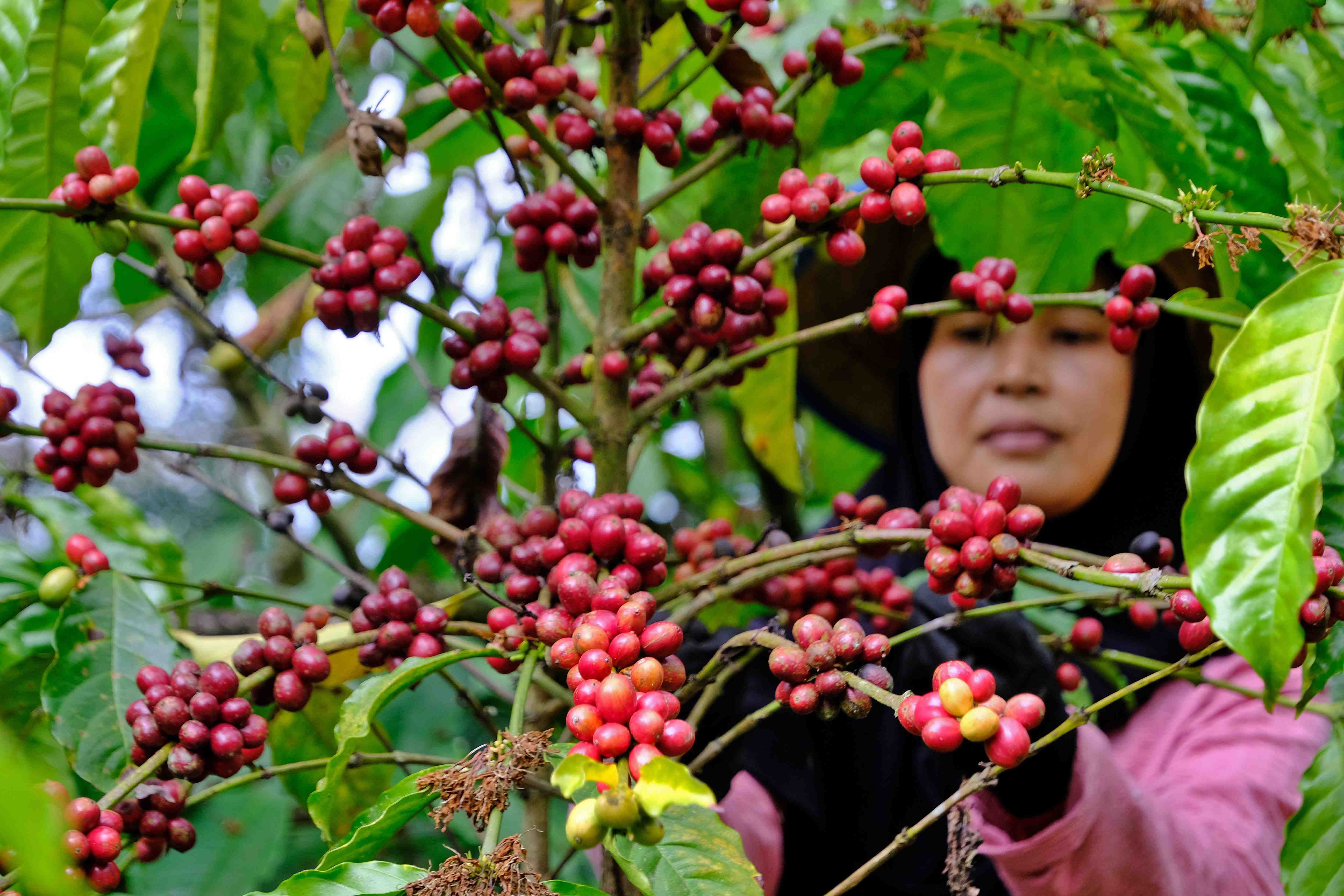 PANEN KOPI DI TEMANGGUNG