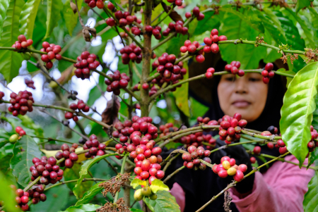 PANEN KOPI DI TEMANGGUNG