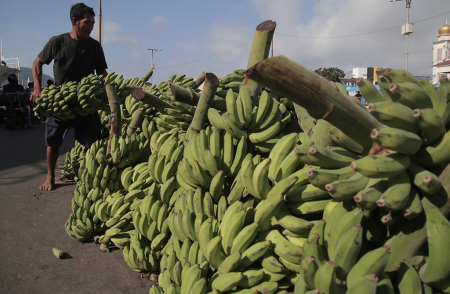 INDONESIA MEMILIKI 300 JENIS PISANG LOKAL