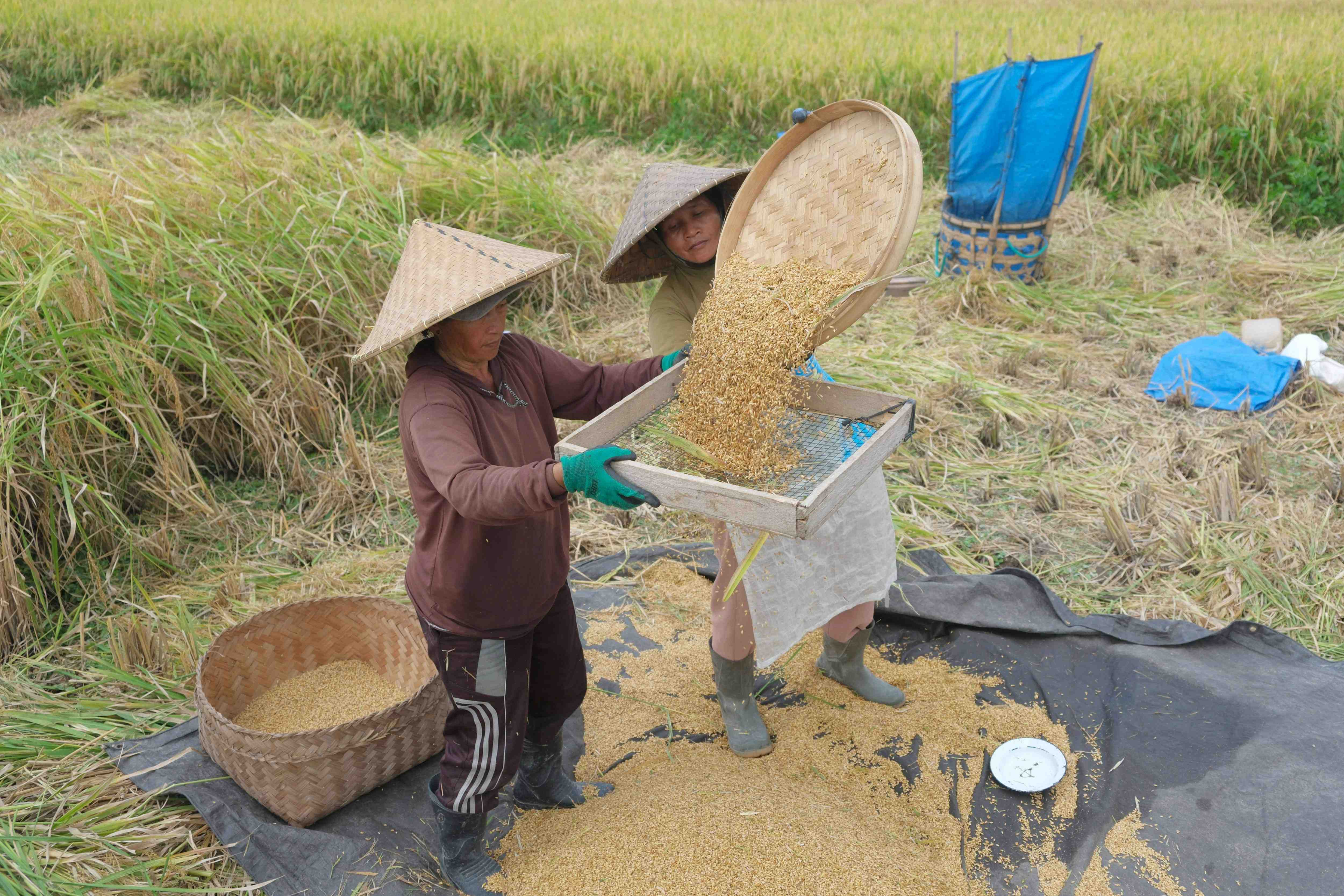 JUMLAH PRODUKSI BERAS LOKAL