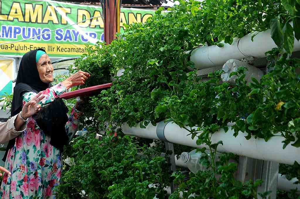 KAMPUNG SAYUR CEMPAKO PALEMBANG