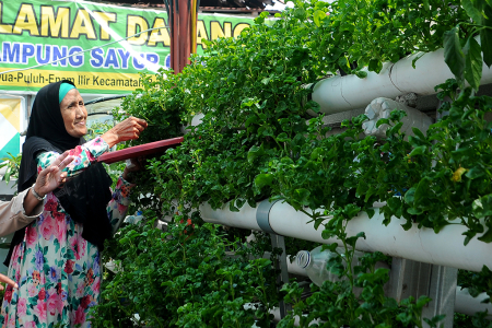 KAMPUNG SAYUR CEMPAKO PALEMBANG