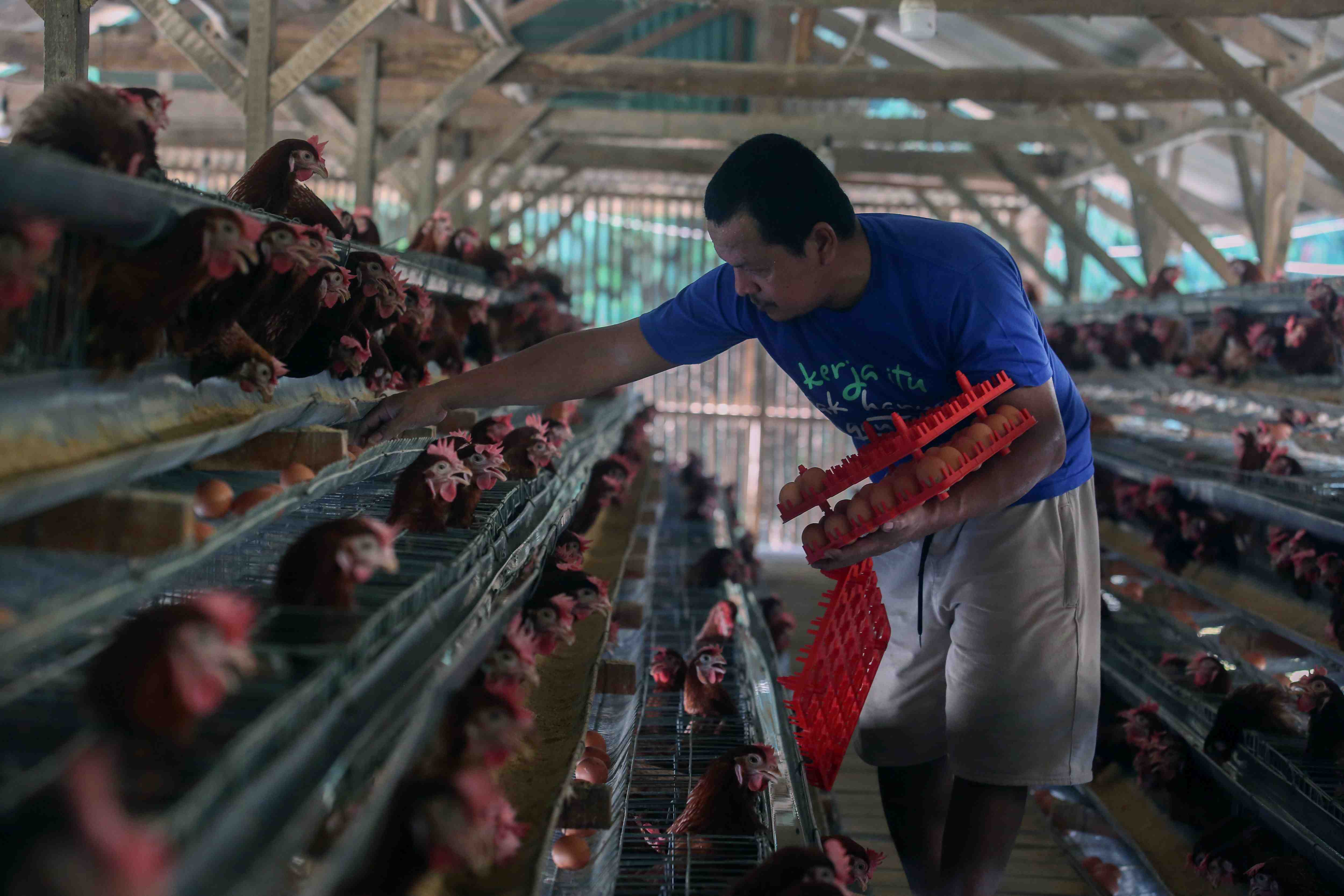 KEMENTAN TETAPKAN HARGA TELUR PETERNAK