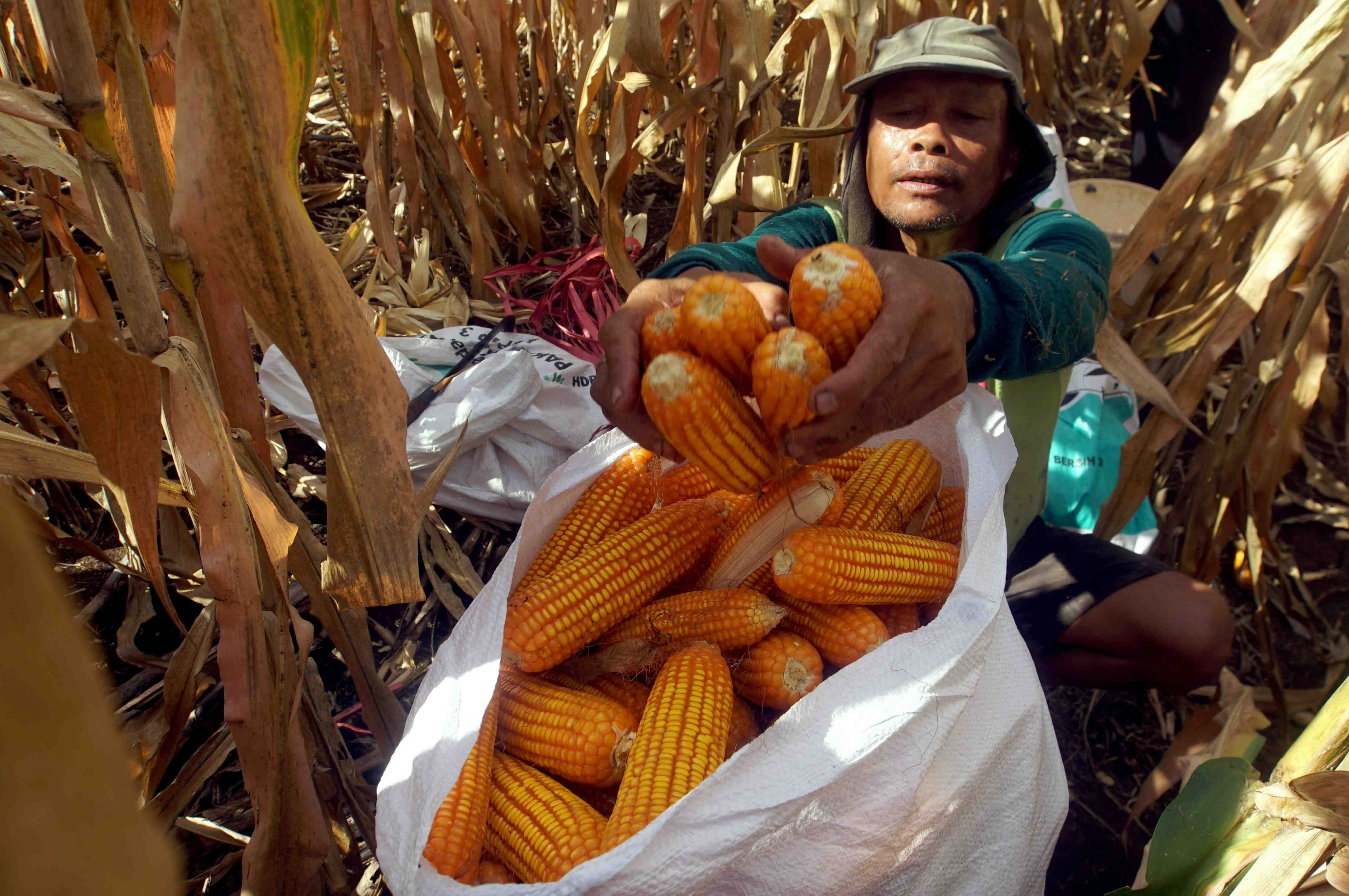 KENAIKAN HARGA JAGUNG DI TINGKAT PETANI