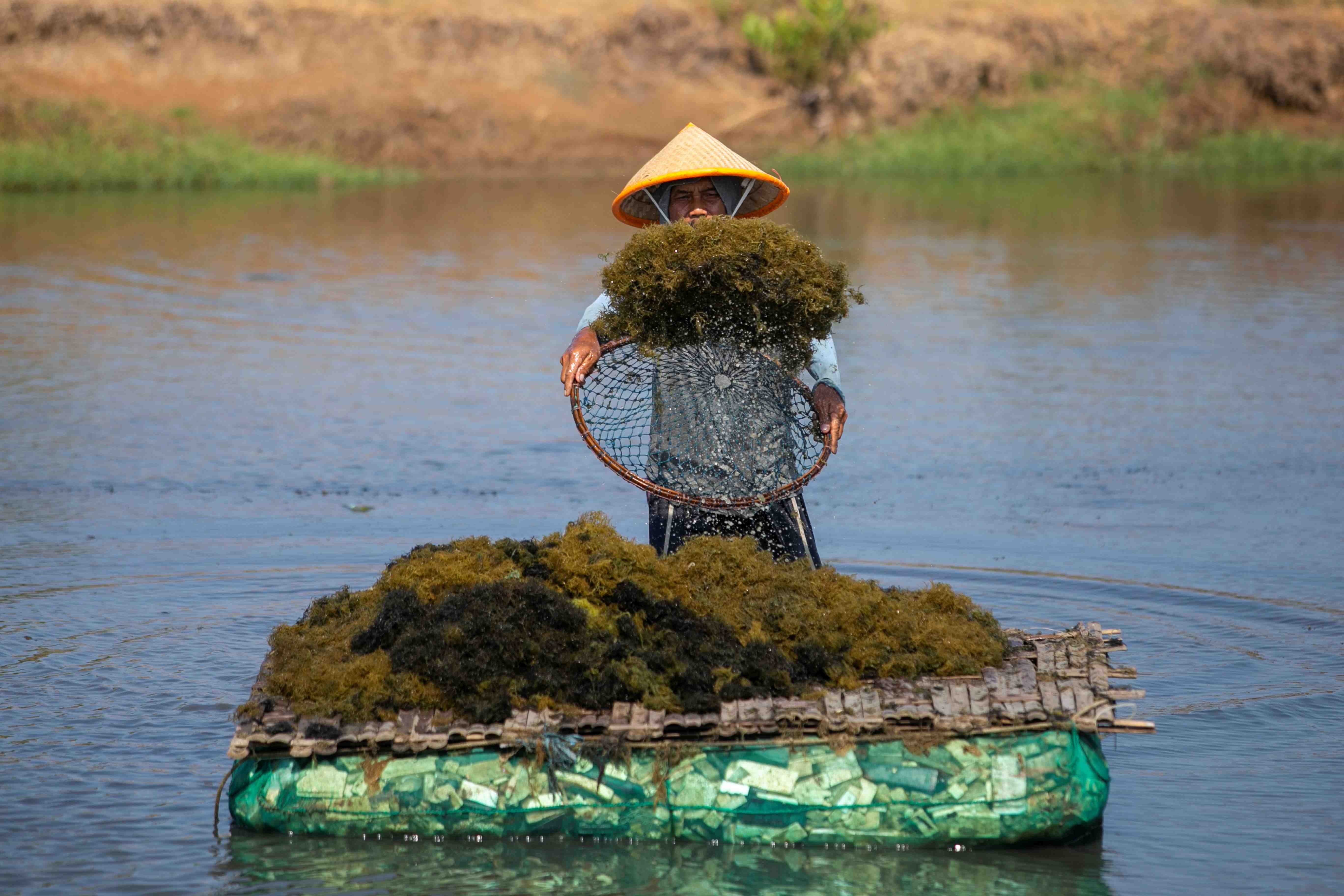 KKP DORONG PENGUATAN PRODUKSI RUMPUT LAUT GLACILARIA