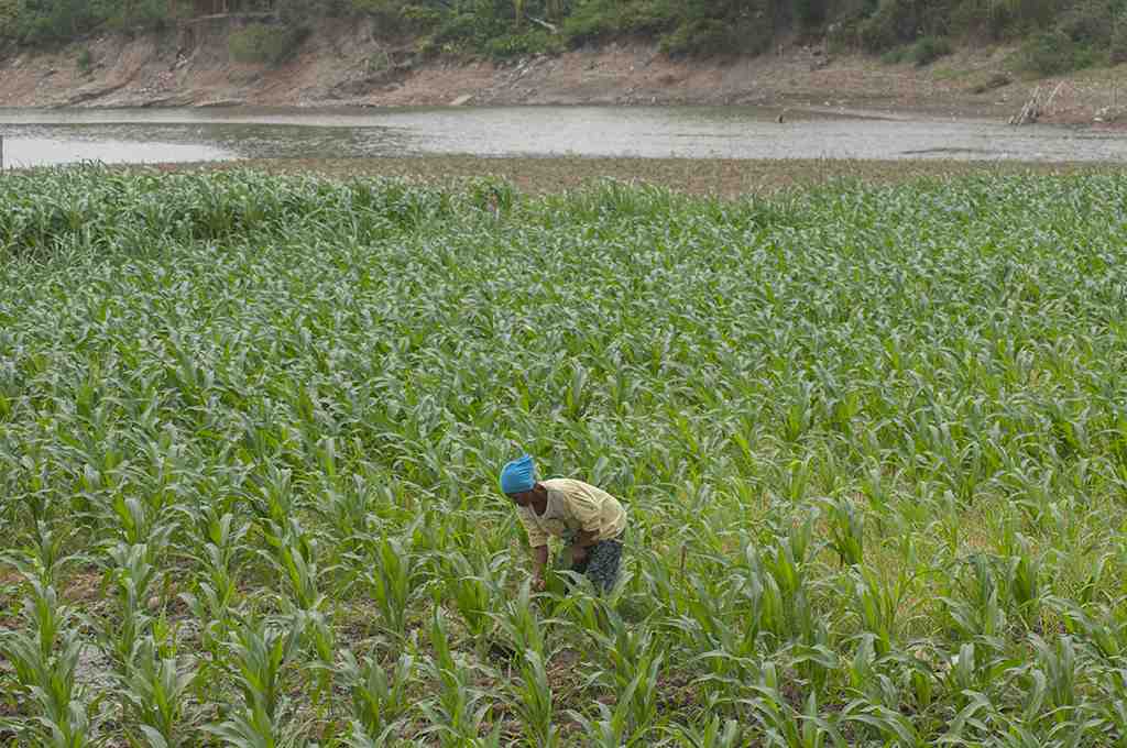 MEMANFAATKAN SUNGAI SURUT UNTUK LAHAN PERTANIAN
