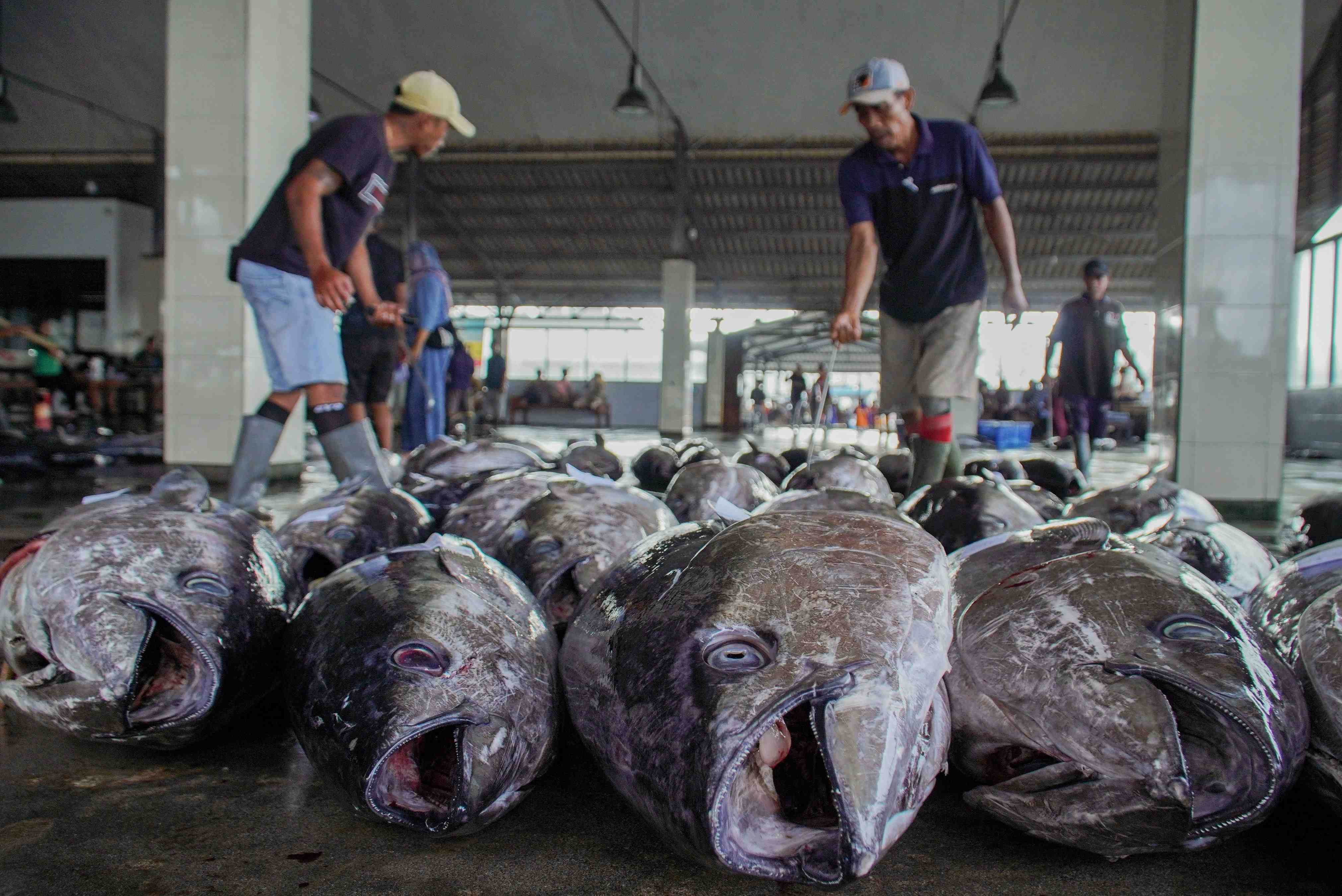 MUSIM TUNA DI SENDANG BIRU