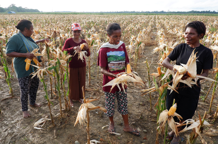 PANEN PERDANA LUMBUNG PANGAN PAPUA