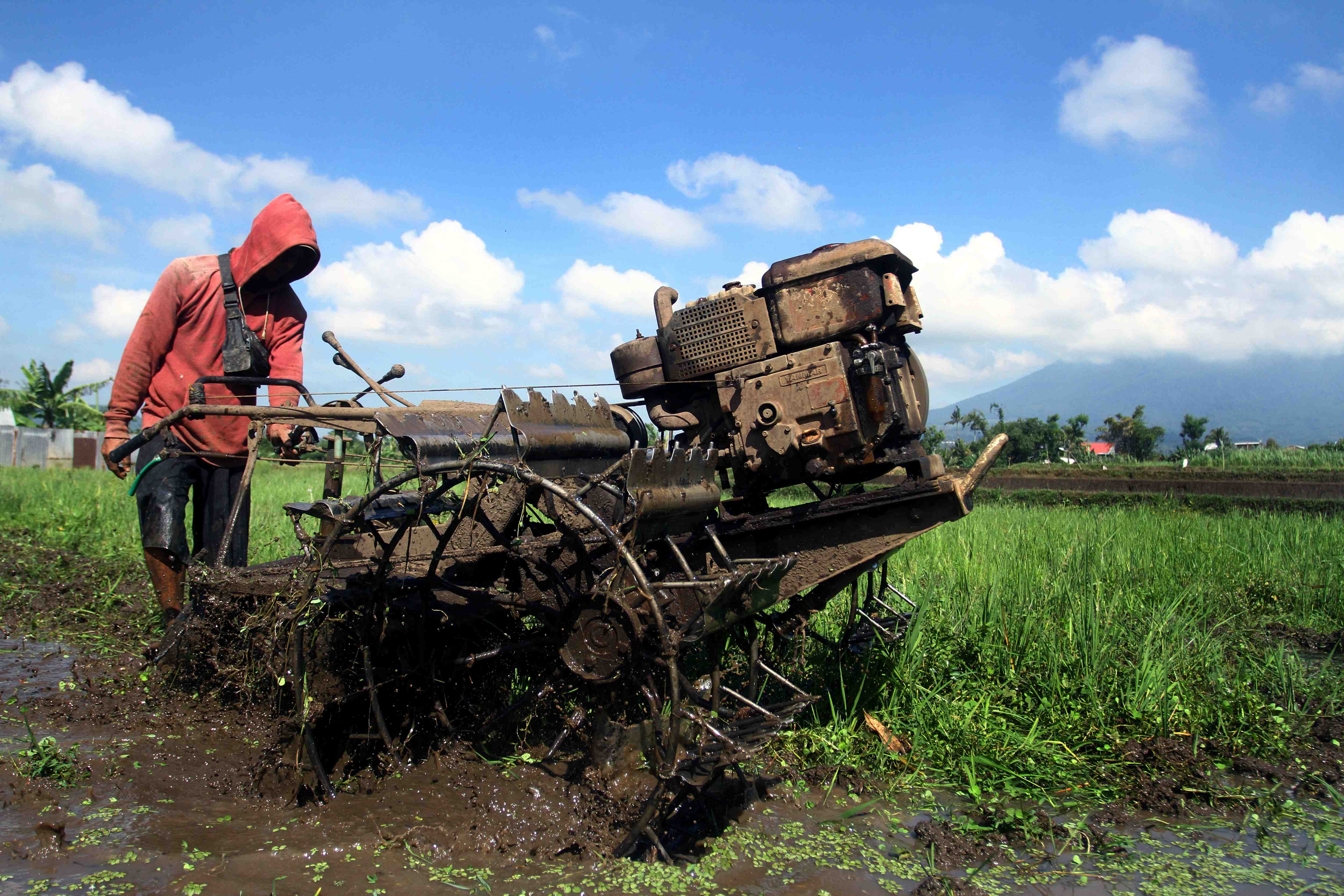 PERCEPATAN TANAM SERENTAK DI JAWA TIMUR