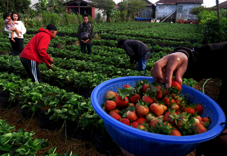 PENGEMBANGAN KEBUN STROBERI DI WISATA MALINO