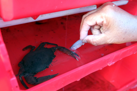 PENGEMBANGAN TEKNOLOGI BUDI DAYA KEPITING BAKAU