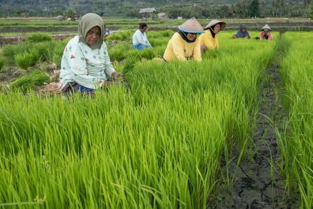 PENYEDIAAN BIBIT UNTUK GERNAS TANAM PADI