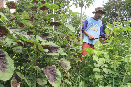 PETANI MILENIAL SAYUR ORGANIK DI MALANG