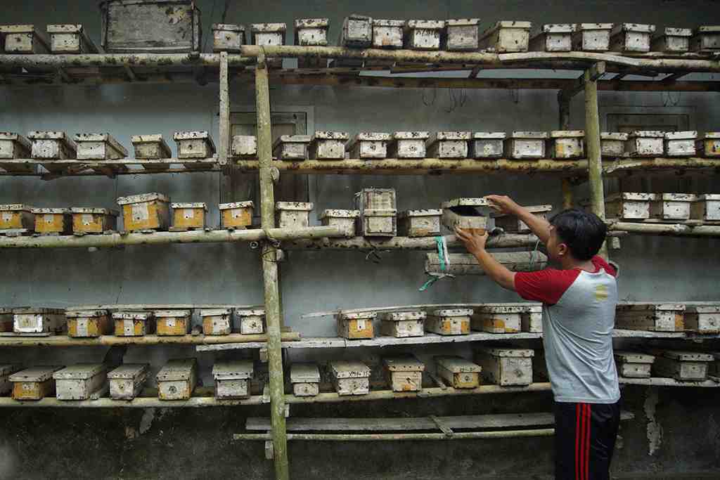 PETERNAK LEBAH MADU MILENIAL MANFAATKAN LAHAN SEMPIT