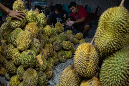 POTENSI PENINGKATAN EKSPOR BUAH DURIAN