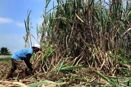 TARGET PENGEMBANGAN KAWASAN TEBU NASIONAL