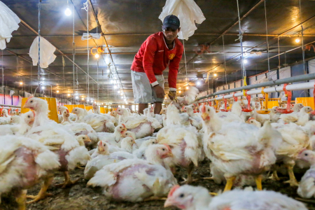MENJAGA STABILITAS HARGA AYAM HIDUP