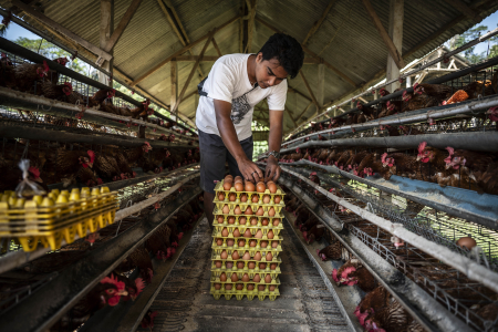 UPAYA STABILISASI HARGA TELUR DI TINGKAT PETERNAK