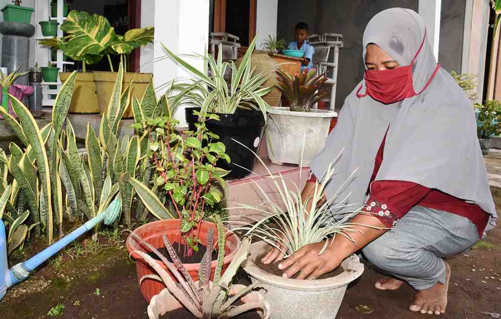 MENANAM TANAMAN HIAS
