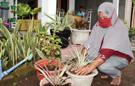 MENANAM TANAMAN HIAS