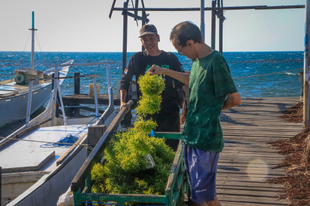 RUMPUT LAUT PULAU DEWAKKANG LOMPO